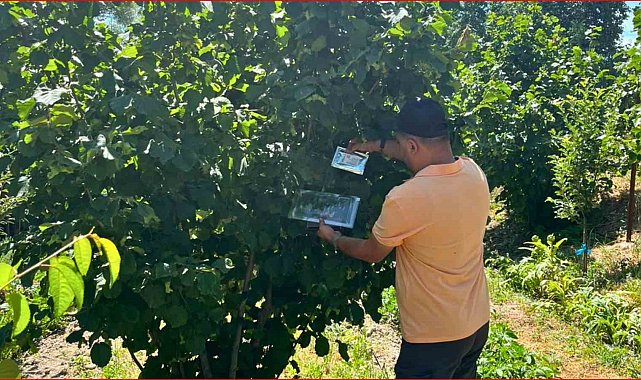 Bolu'nun fındık rekoltesi için sahadan veri toplandı
