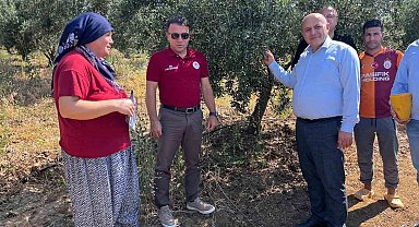 Buldan'da zeytin sineğine karşı fenomen tuzak dağıtıldı