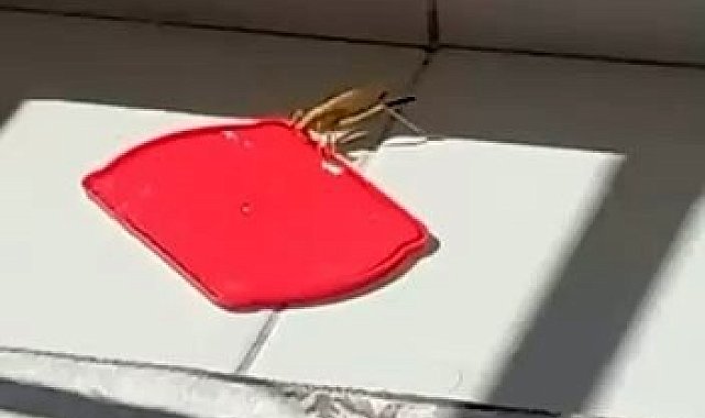 Burdur'da dev çekirgeyi kapta su ile beslediği anlar görüntülendi