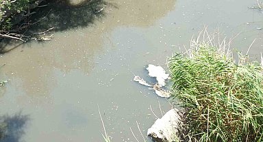 Burhaniye'de Üyücek deresinde kirlilik alarmı