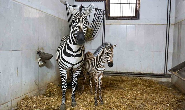 Bursa Hayvanat Bahçesi'nde zebra ailesi büyüyor