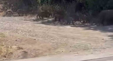 Bursa'da aç kalan domuzlar mahalleye ve mesire alanına indi