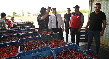 Çay'da kiraz hasadı başladı