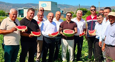 Cincin karpuzunda ilk hasat heyecanı yaşandı