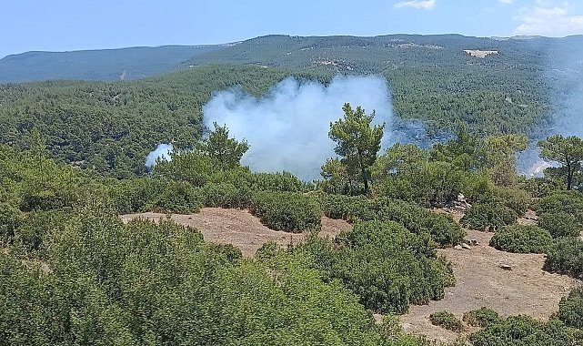 Çine'de orman yangını