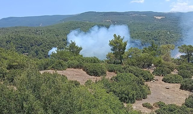 Çine'deki yangın söndürüldü