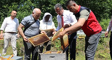 Coğrafi işaretli Salıpazarı kestane balında hasat başladı