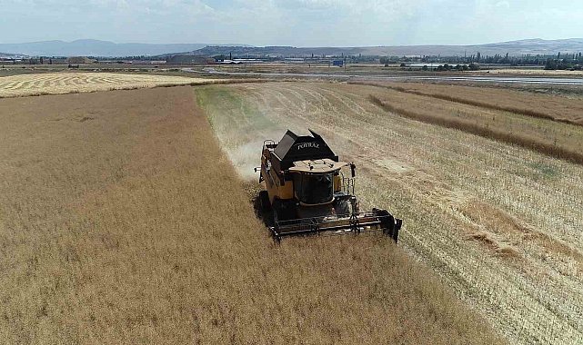 Çorum'da çiftçinin talebiyle planlı üretime alınan kanolada ilk hasat sevinci