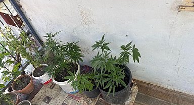 Çorum'da operasyon düzenlenen evden 21 kök kenevir çıktı: 1 gözaltı