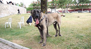 Çorum'da Türk çoban köpekleri görücüye çıktı