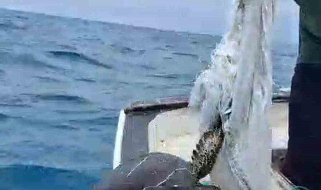 Denize atılan çuvala dolanarak hayat mücadelesi veren caretta carettayı balıkçı kurtardı