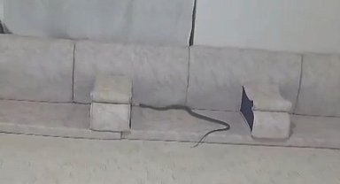 Derecik'te misafir bekleyen ailenin evine yılan girdi