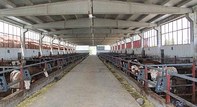 Devlet desteğiyle kurduğu besi çiftliğinde tam kapasite üretim yapıyor