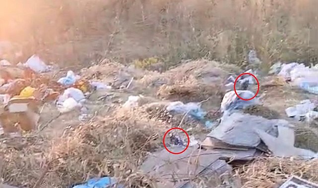 Diyarbakır'da boş arazideki çöpler fare yuvasına döndü