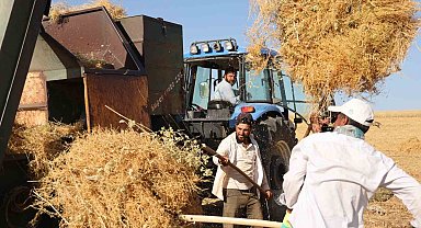 Diyarbakır'da yüksek sıcaklıkta hasat