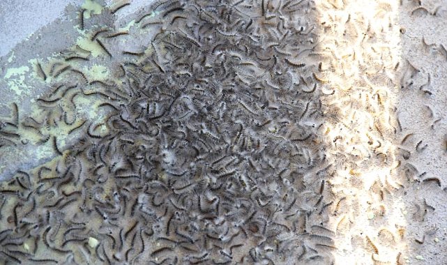 Doğu Karadeniz'de 'istilacı böcek' alarmı