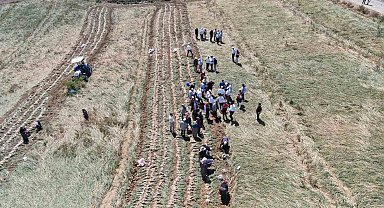 Dünyaca ünlü Taşköprü sarımsağının hasadı başladı
