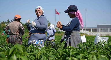 Edirne'de 35 derecede acı biber hasadı başladı