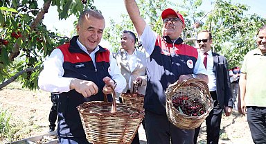 Elazığ'da 7 bin dekar alanda kiraz hasadı devam ediyor