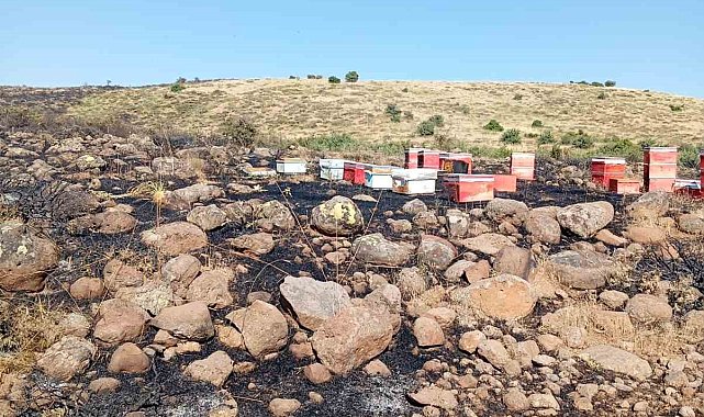 Elazığ'da arazi yangını: Arı kovanları zarar gördü