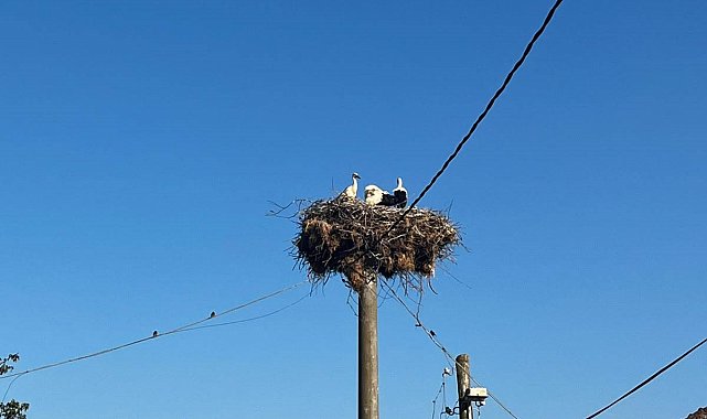 Elektrik direğindeki yuvada sahipsiz kalan yavru leyleklere şefkat eli