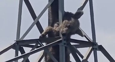 Elektrik direğine tırmanan ayı telef oldu
