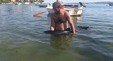 Erdek'te karaya vuran yavru yunus seferberliği