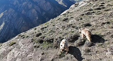 Erzincan'da ayı saldırısında yaralanan kişi ameliyata alındı