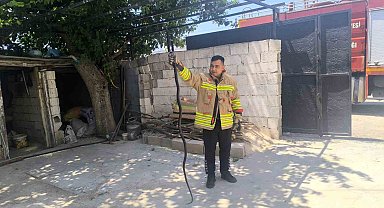 Evin bahçesinde görülen 2 karayılan paniğe neden oldu