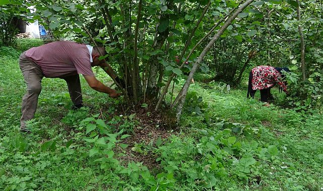 Fındık üreticileri hasat hazırlığına başladı: "Rekolte düştü"