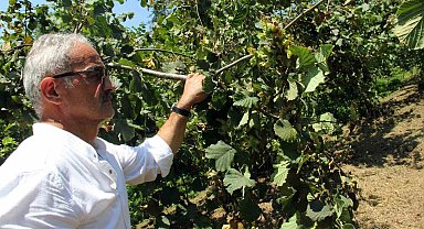 Fındıkta hasat öncesi fiyatlar geriledi, gözler alım fiyatında