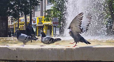 Fıskiyelerin altında kanat çırparak doyasıya serinlediler