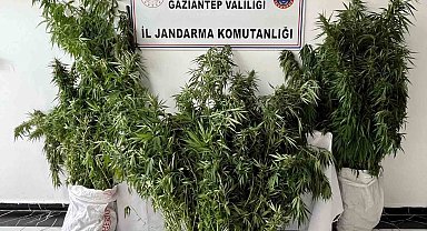 Gaziantep'te 215 kök kenevir ele geçirildi: 1 gözaltı