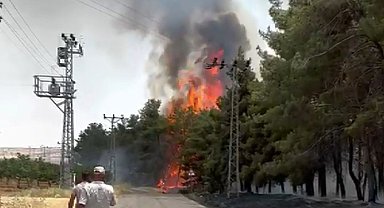 Gaziantep'te orman yangını