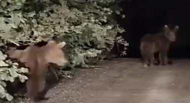 Gece yarısı ayılarla karşılaşan vatandaşlar panik yaşadı: O anlar kamerada