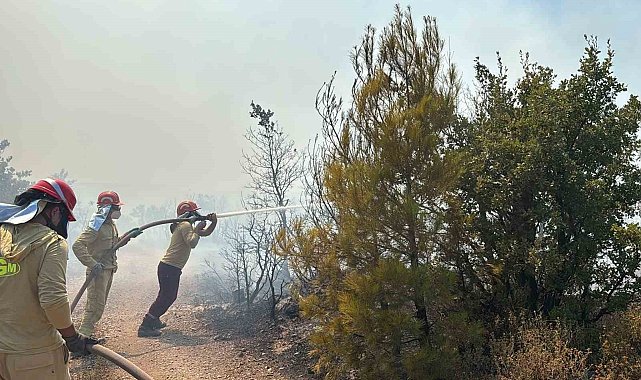 Gömeç'te orman yangınına havadan ve karadan yoğun müdahale