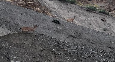 Hakkari'de dağ keçileri görüntülendi