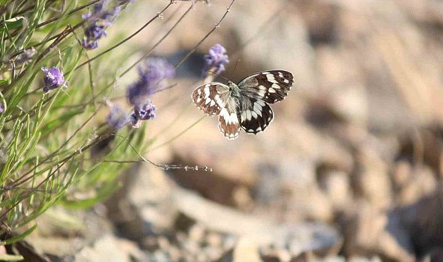 Harput'ta lavanta üzerindeki kelebeklerden görsel şölen