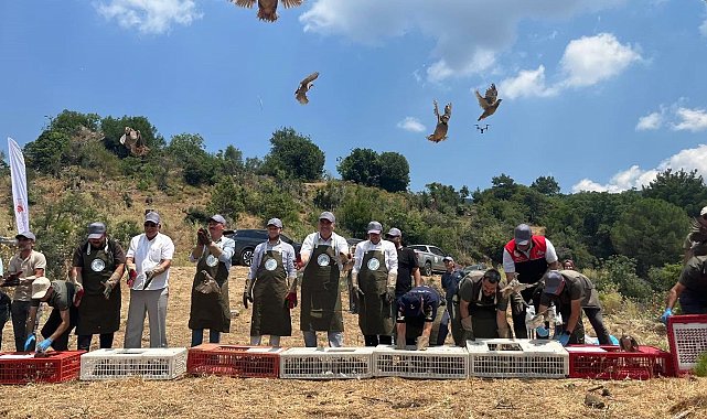 Havran'da keklikler doğal yaşam alanlarına bırakıldı