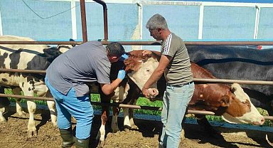 Hayvan sağlığının korunmasına yönelik çalışmalar sürüyor