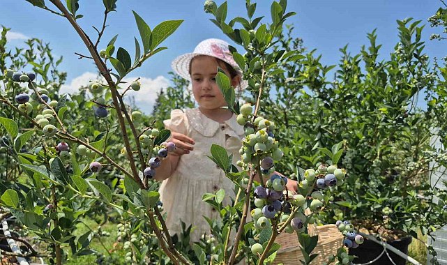 İlahiyat fakültesi öğrencisinden tarımda başarı hikayesi
