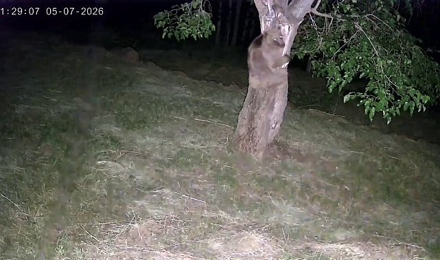 İspir'de ayı ve domuz sürüleri dut bahçelerini talan etti