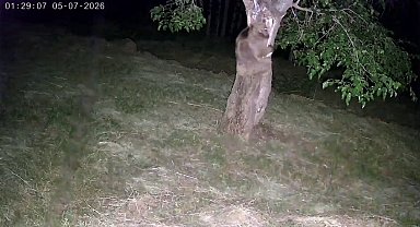 İspir'de ayı ve domuz sürüleri dut bahçelerini talan etti