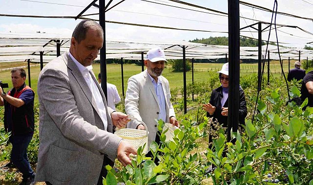 İznik'te Maviyemiş Hasadı Başladı