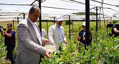 İznik'te Maviyemiş Hasadı Başladı