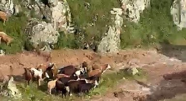 Kağızman'da sele kapılan 5 büyükbaş hayvan telef oldu