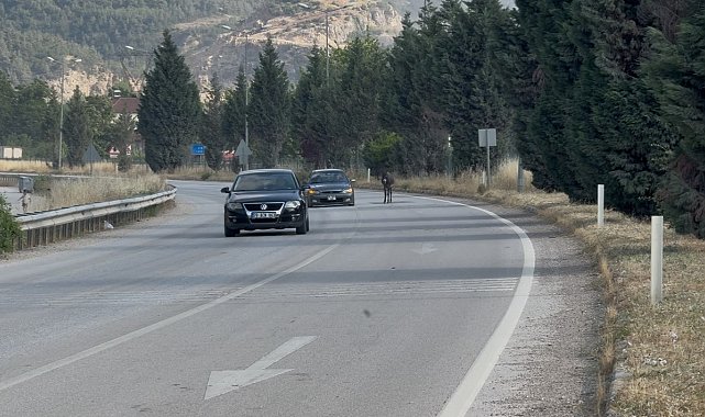 Kara yoluna çıkan eşek trafiği tehlikeye düşürdü