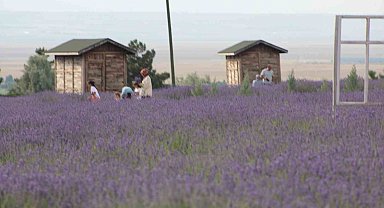 Karapınar'ın lavanta bahçesi doğa severlerin uğrak noktası oldu