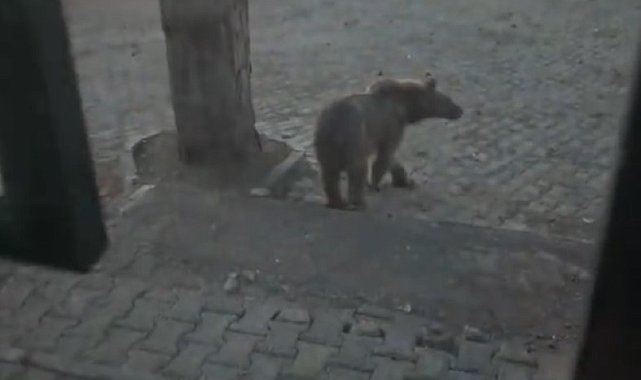 Kars'ta oteller bölgesine inen boz ayıyla vatandaşın diyaloğu gülümsetti