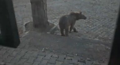 Kars'ta oteller bölgesine inen boz ayıyla vatandaşın diyaloğu gülümsetti